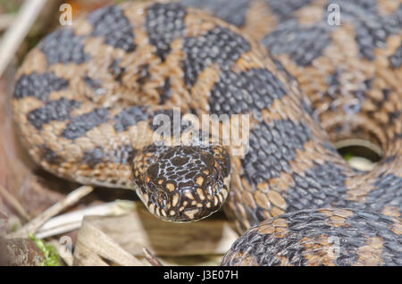 Northern Viper o sommatore (Vipera berus) Foto Stock