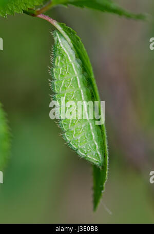 Brown Hairstreak Butterfly (Thecla betulae) Caterpillar sul Prugnolo foglia. Sussex, Regno Unito Foto Stock