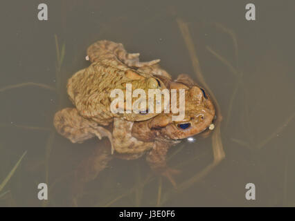 Rospi comuni (Bufo bufo) negli allevamenti di stagno Foto Stock