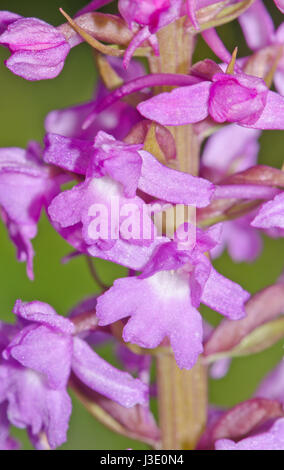 Marsh fragrante Orchidea dettaglio (Gymnadenia densiflora) in Sussex, UK Foto Stock