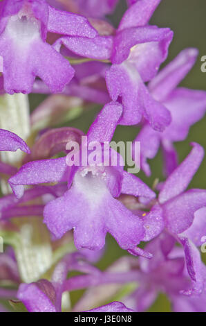 Fiore profumato di orchidee (Gymnadenia densiflora) in Sussex Foto Stock