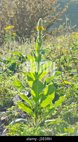 Grande Mullein (Molène thapsus) Foto Stock