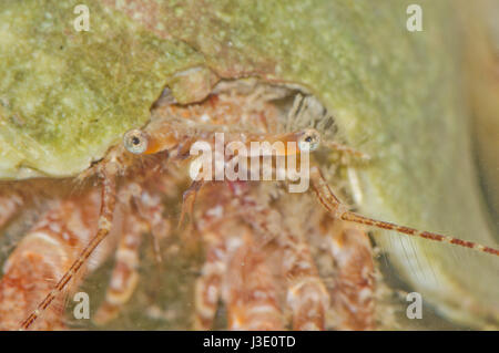 Sgambate Occhi di Pagurus cuanensis e peloso granchio eremita, Sussex, Regno Unito Foto Stock