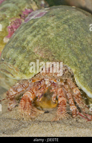 Granchio eremita peloso (pagurus cuanensis) in Shell. Sussex, Regno Unito Foto Stock