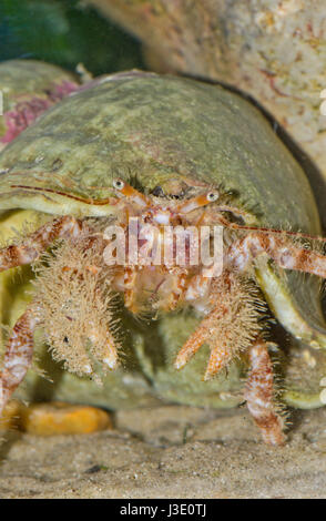 Ritratto di eremita peloso granchi (Pagurus cuanensis) Sussex, Regno Unito Foto Stock