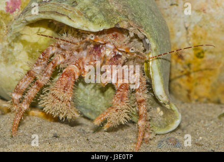 Granchio di Eremita peloso nella Shell di Whelk. Rockpool. Sussex, Regno Unito Foto Stock