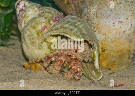 Granchio eremita peloso (pagurus cuanensis), Sussex, Regno Unito Foto Stock