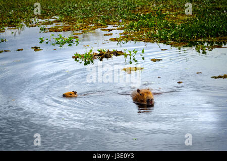 Capybaras (Hydrochoerus hydrochaeris), il più grande dei roditori nel mondo. Le zone umide nella Riserva Naturale Esteros del Ibera, Colonia Carlos Pellegrini, Corr Foto Stock