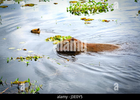 Capybaras (Hydrochoerus hydrochaeris), il più grande dei roditori nel mondo. Le zone umide nella Riserva Naturale Esteros del Ibera, Colonia Carlos Pellegrini, Corr Foto Stock