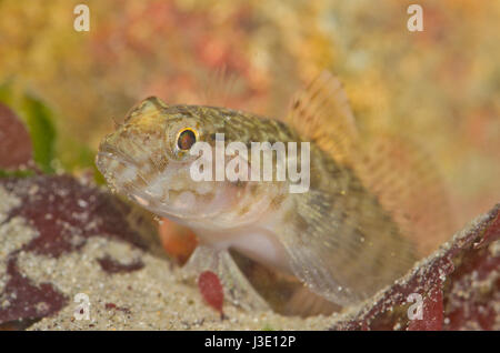 Roccia maschio ghiozzo (Gobius paganellus) in non-colori di allevamento Foto Stock