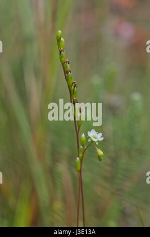 Fiore di round-lasciava Sundew (drosera rotundifolia) Foto Stock