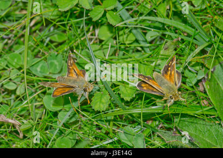 Silver spotted Skipper (Hesperia virgola) di corteggiamento. Sussex, Regno Unito Foto Stock