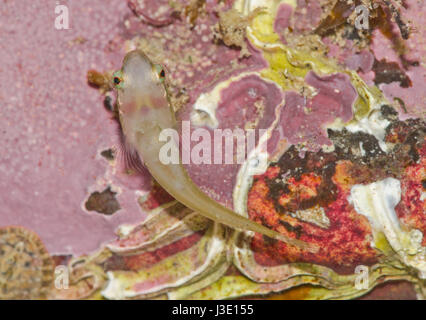 Piccolo capo-Clingfish (Apletodon dentatus) superficie ventrale Foto Stock