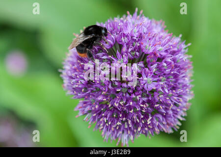 Ape su un fiore di allium, Great Dixter giardino, Northiam, segale, East Sussex, England, Regno Unito Foto Stock