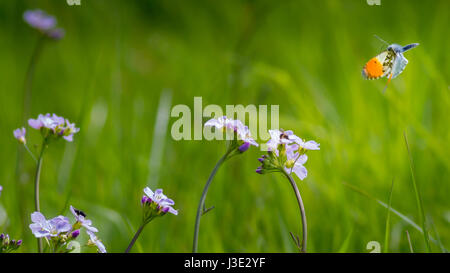 UK wildlife meadow: Male orange tip butterfly (anthocharis cardamines) flying over cuckooflowers with other insects on the flowers, Yorkshire, UK Foto Stock