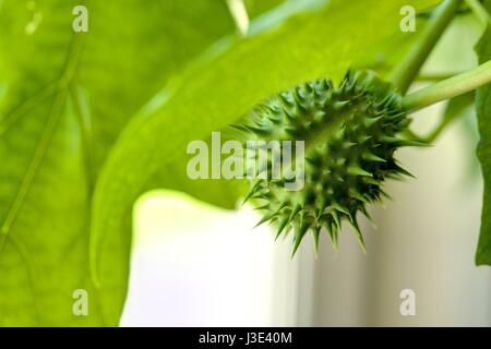 Wien, Zucht seltener Pflanzen in einer Privatwohnung, Stechapfel (Datura stramonium) Foto Stock