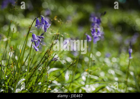 Bluebell boschi in Whitewell, Lancashire. Foto Stock