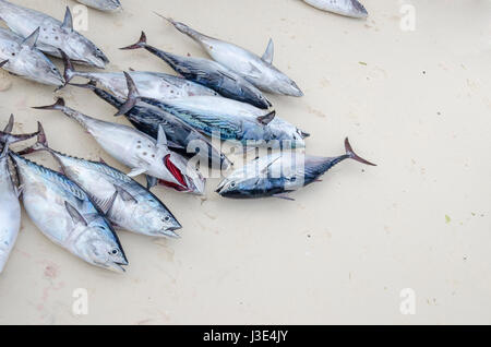 Catture di tonno sulla spiaggia di Zanzibar Foto Stock