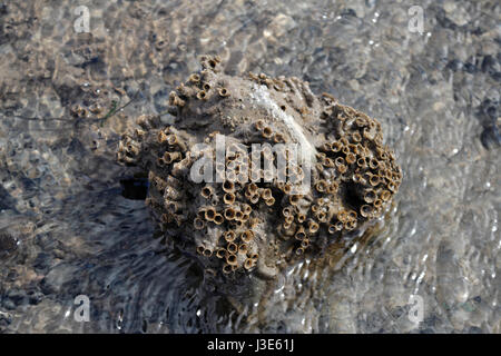 Tubi di sabbia utilizzati da Honeycomb worm sulla spiaggia Foto Stock