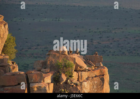 I babbuini colonne di dolerite al tramonto Valle della desolazione Graaff Reinet Eastern Cape Sud Africa Foto Stock