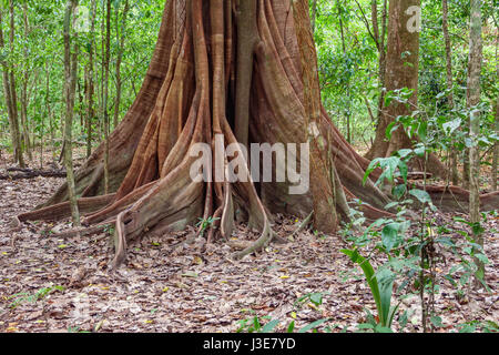 Primo piano di albero gigante con radici quadrate nella foresta pluviale del Costa Rica Foto Stock