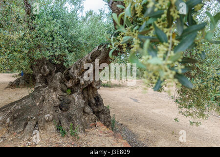 Ampio angolo di vista ingrandita di antiche mille-anno-vecchio Olivo Foto Stock