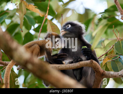 Dusky foglia Madre scimmia e ai loro bambini / neonati Foto Stock