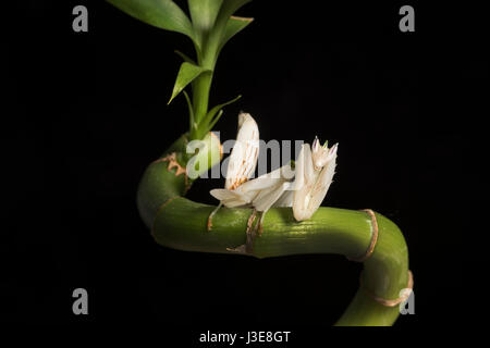 Mantide orchidea Foto Stock