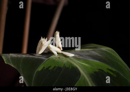 Mantide orchidea Foto Stock