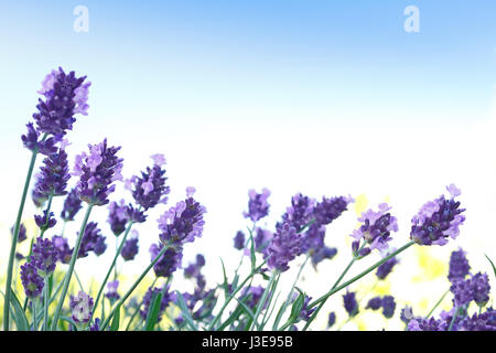 Piante di lavanda in piena fioritura di fronte a un cielo blu, sfondo, simbolo per il relax e la tranquillità, spazio copia, copyspace Foto Stock