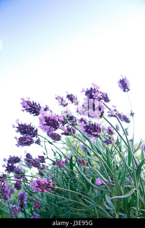 Piante di lavanda in piena fioritura di fronte a un cielo blu, sfondo, simbolo di armonia e serenità, copia spazio, copyspace Foto Stock