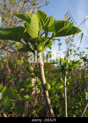 Fichi verdi su albero nella campagna andalusa Foto Stock