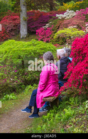 Visitatori sat sul banco di ammirare i giardini, incredibili rododendri e azalee a Exbury Gardens, New Forest National Park, Hampshire nel maggio molla Foto Stock