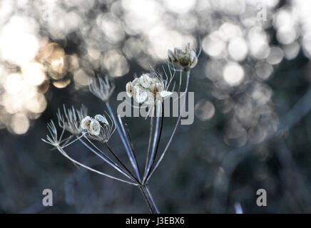 Retroilluminato hogweed Foto Stock