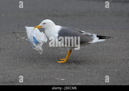 Un gabbiano con un greggs sacchetto di carta nel suo becco su un marciapiede a Swansea, Wales, Regno Unito. Foto Stock