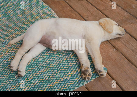 Giallo Labrador retriever cucciolo su un portico anteriore. Foto Stock