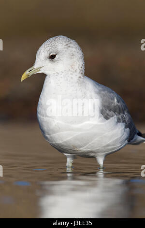 Gabbiano comune - Larus canus - inverno adulto Foto Stock