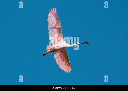 Roseate Spoonbill - Ajaia ajaia - per adulti Foto Stock