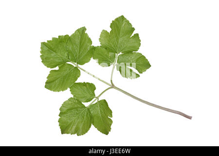 Alexanders - Smyrnium olusatrum Foto Stock