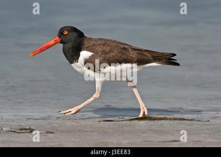 American Oystercatcher - Haematopus palliatus Foto Stock