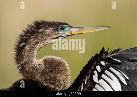 Anhinga - Anhinga anhinga Foto Stock