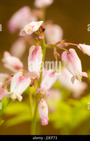 Rosa pallido lavato i fiori bianchi di hardy woodlander, Dicentra eximia Foto Stock