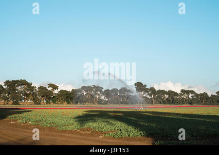 Sistema di irrigazione irrigazione piante tulip in un campo. Norfolk, Regno Unito. Foto Stock