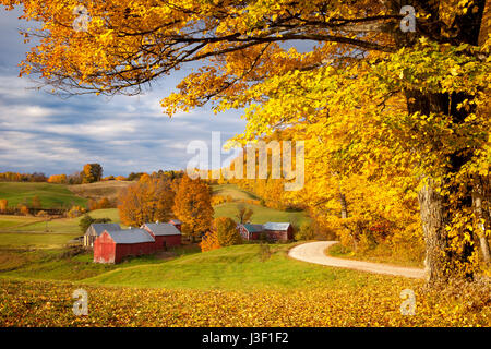 Arancio e giallo alberi di acero all'alba su Jenne Agriturismo vicino a Woodstock, Vermont, USA Foto Stock