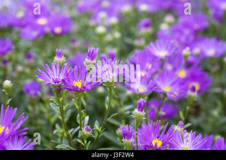 Aster amelius 'Violetta Queen' fiori in autunno. Foto Stock