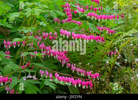 Cuore di spurgo impianto Lamprocapnos spectabilis Foto Stock