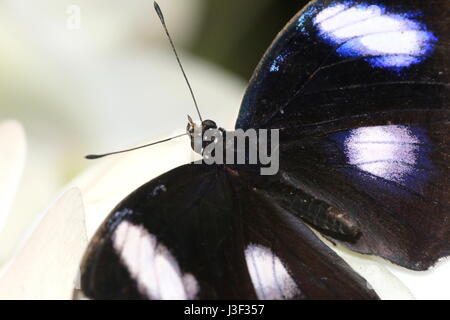 Maschio grande comune eggfly butterfly (Hypolimnas bolina) che mostra un occhio iridescente macchie sulle ali interne. Intervallo: India Indonesia Australia & Nuova Zelanda Foto Stock