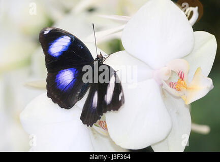 Maschio grande comune eggfly butterfly (Hypolimnas bolina) che mostra un occhio iridescente macchie sulle ali interne. Intervallo: India Indonesia Australia & Nuova Zelanda Foto Stock