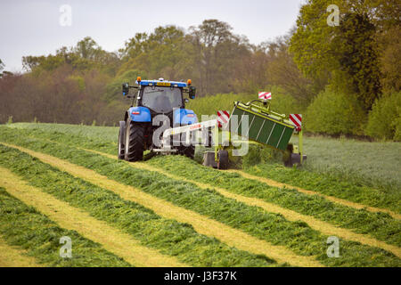 Il taglio di erba per insilato con taglierina trainato da un trattore.Norfolk Foto Stock