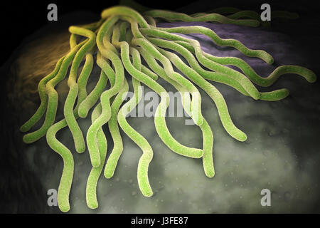 Colonia di Borrelia burgdorferi batteri, l'agente batterico della malattia di Lyme trasmessa da zecche. 3D illustrazione Foto Stock